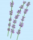 Lavender – Fransk Lavendel Eterisk Olje fra The Nature if Things, 12ml thumbnail