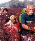 Organic India, Tulsi green tea jasmin - midlertidig utsolgt thumbnail
