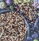 Quinoa hvit, sort og rød, hel, økologisk 1 kg  thumbnail