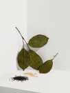 Økologisk Earl Grey fra Cocoon Tea Artisans-  tinnboks (pose-te) thumbnail