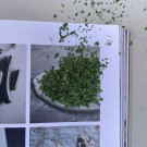 Persille Tørket økologisk, 50 g, løsvekt thumbnail