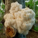 Kylling, FOKUS med Lions Mane fra Superkraft, økologisk  thumbnail