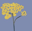 Helichrysum - Eterisk Olje fra The Nature of Things, 5ml  thumbnail