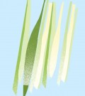 Lemongrass – Sitrongress Økologisk Eterisk Olje fra The Nature of Things, 12ml  thumbnail