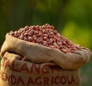 Hasselnøttpålegg med kakao & agave, økologisk fra Altalanga BIO, 230g (datovare) thumbnail