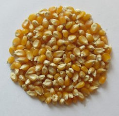 Økologisk popcorn 500g