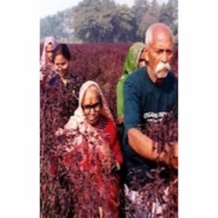 Organic India - Tulsi Te